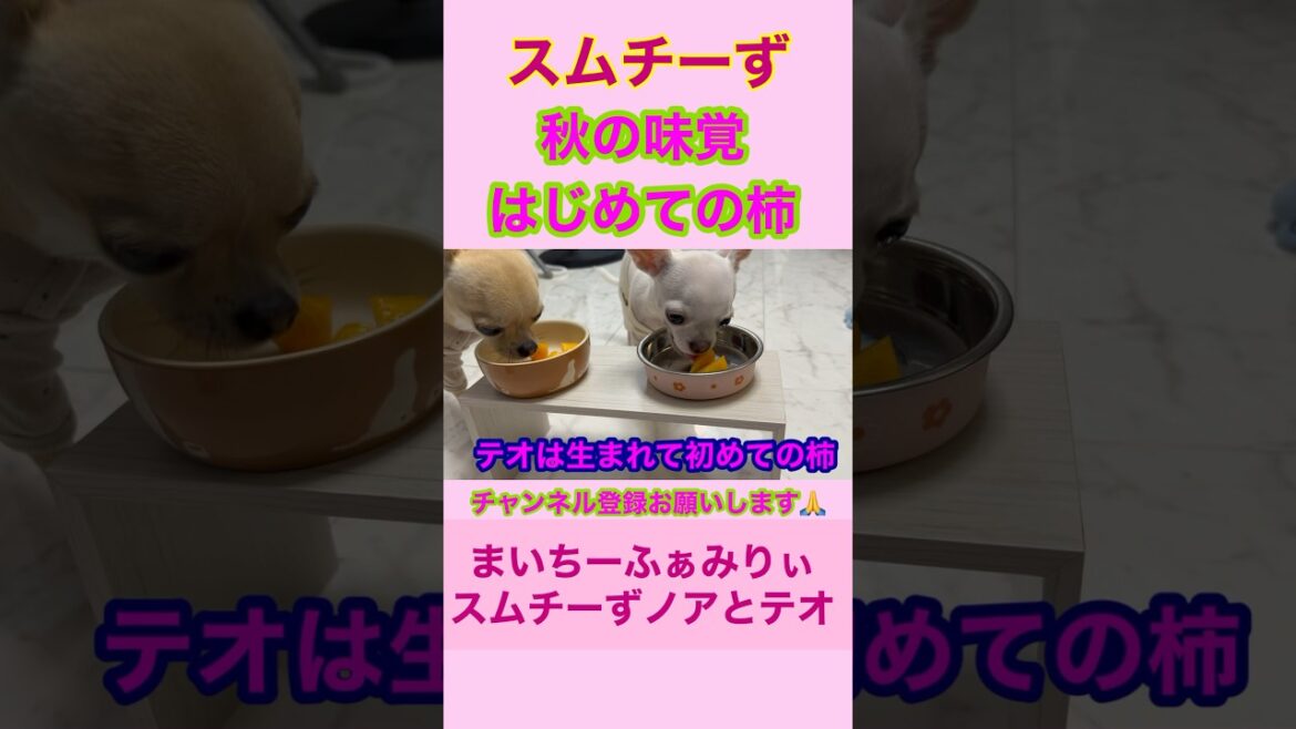 【多頭飼いスムチーず】秋の味覚🐾柿🐾ノアは今年初めてでテオは生まれて初めて食べました #shorts #chihuahua #子犬