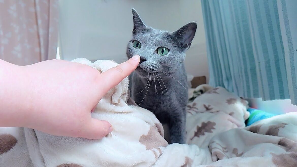 【猫動画】嫁の周りでご飯アピールするロシアンブルー【russianbule】Russian blue that appeals to the food around me 【猫動画】嫁の周りでご飯アピールするロシアンブルー【russianbule】Russian blue that appeals to the food around me