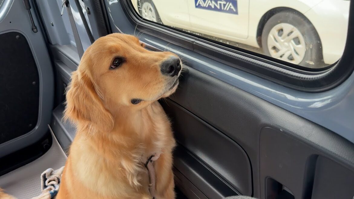 初めてコイに夢中になったゴールデンレトリバーの子犬【ボーダーコリー】 初めてコイに夢中になったゴールデンレトリバーの子犬【ボーダーコリー】