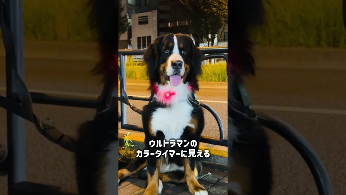 赤色の光る首輪をバーニーズマウンテンドッグがつけると…