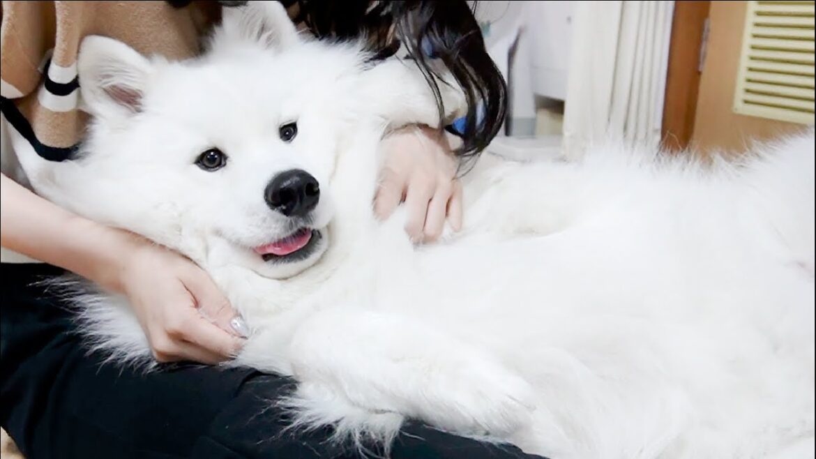 甘えたい時は分かりやすくお腹を見せてくる犬【サモエド】