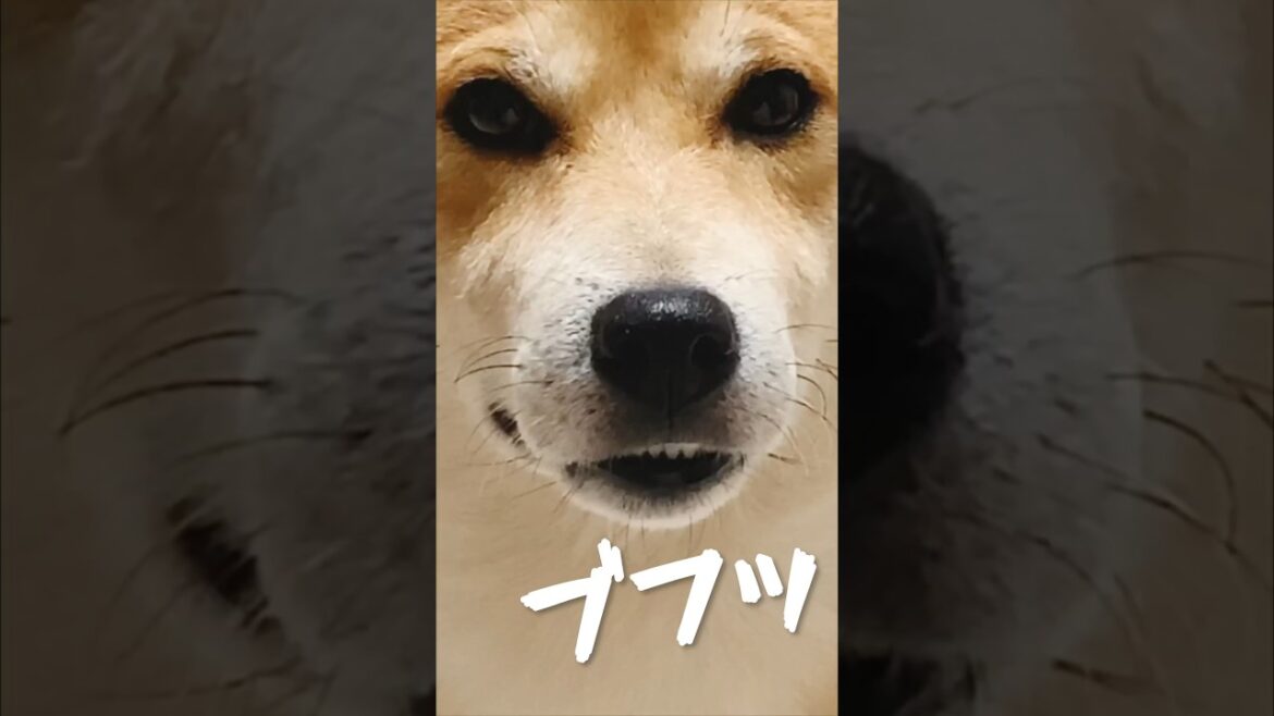 あの神々を宿した柴犬#柴犬#犬#かわちい