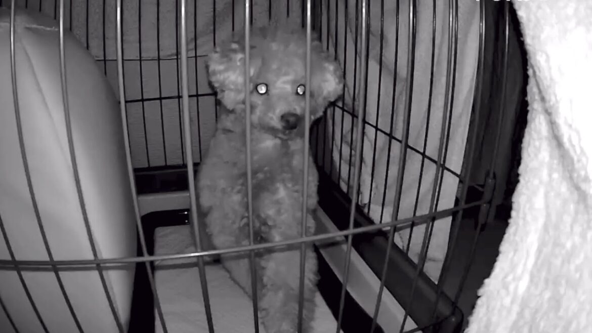 トイレで寝る愛犬が朝ベッドにいるので観察したら意外な発見がありました！