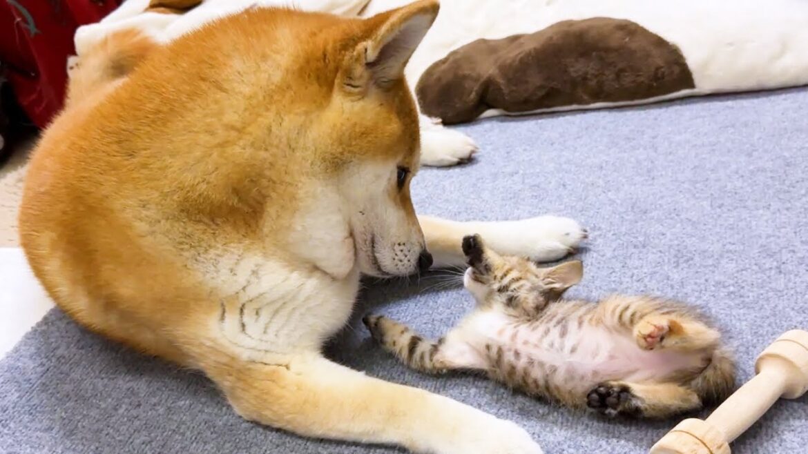 子猫と柴犬が対面を繰り返していると柴犬の母親化が止まらないです! 子猫と柴犬が対面を繰り返していると柴犬の母親化が止まらないです!