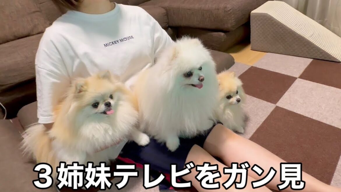 自分の出演したテレビをガン見する３姉妹ポメラニアン