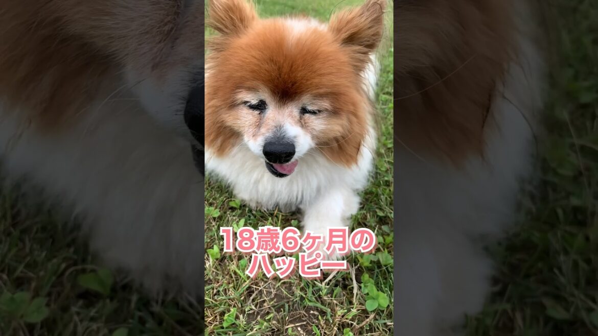 昔から仲良しの18歳6ヶ月のお友達 #shorts