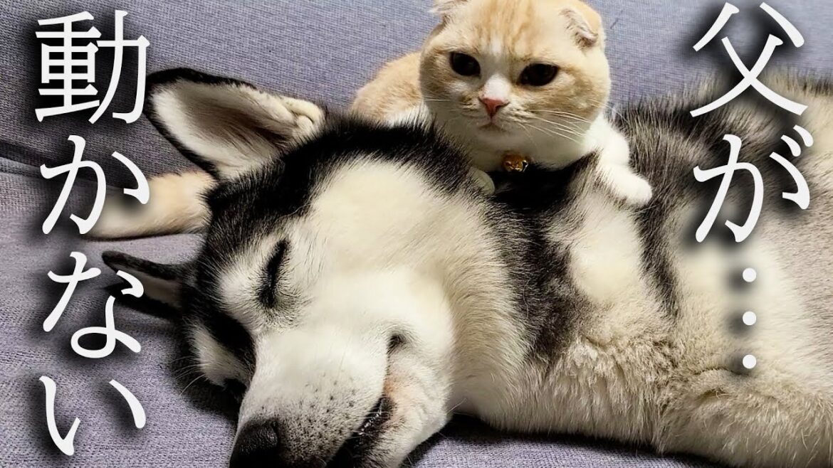 猫が原因で犬が動けなくなりました… 猫が原因で犬が動けなくなりました...