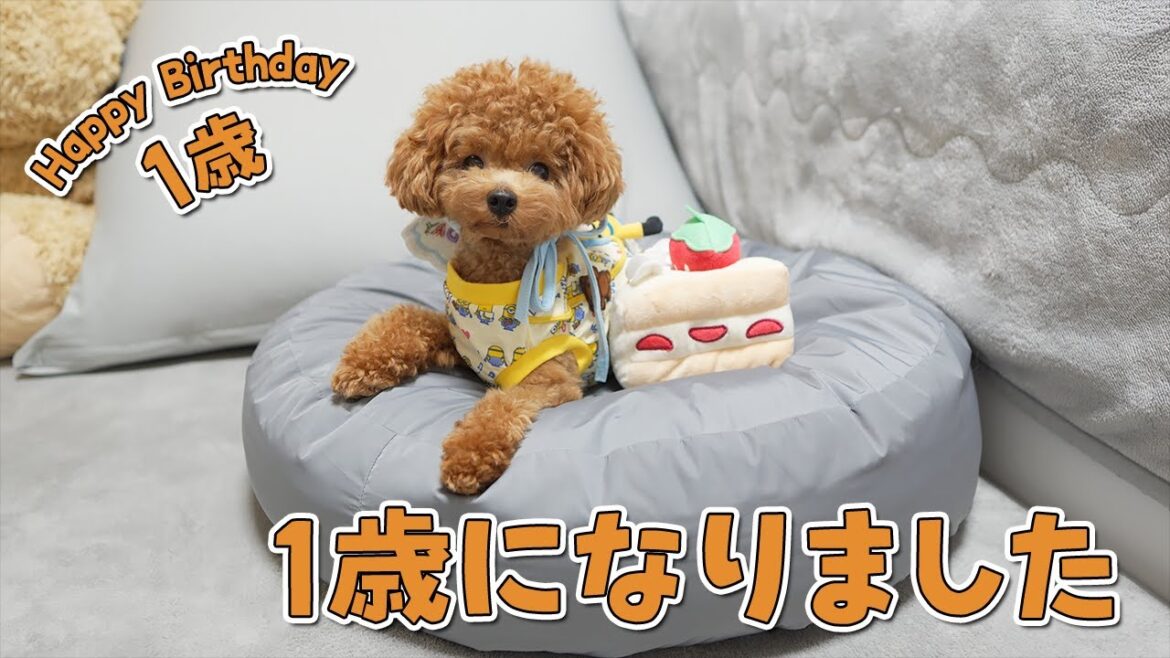 【祝1歳】はじめての誕生日！プレゼントとケーキに大興奮する子犬が可愛すぎました！