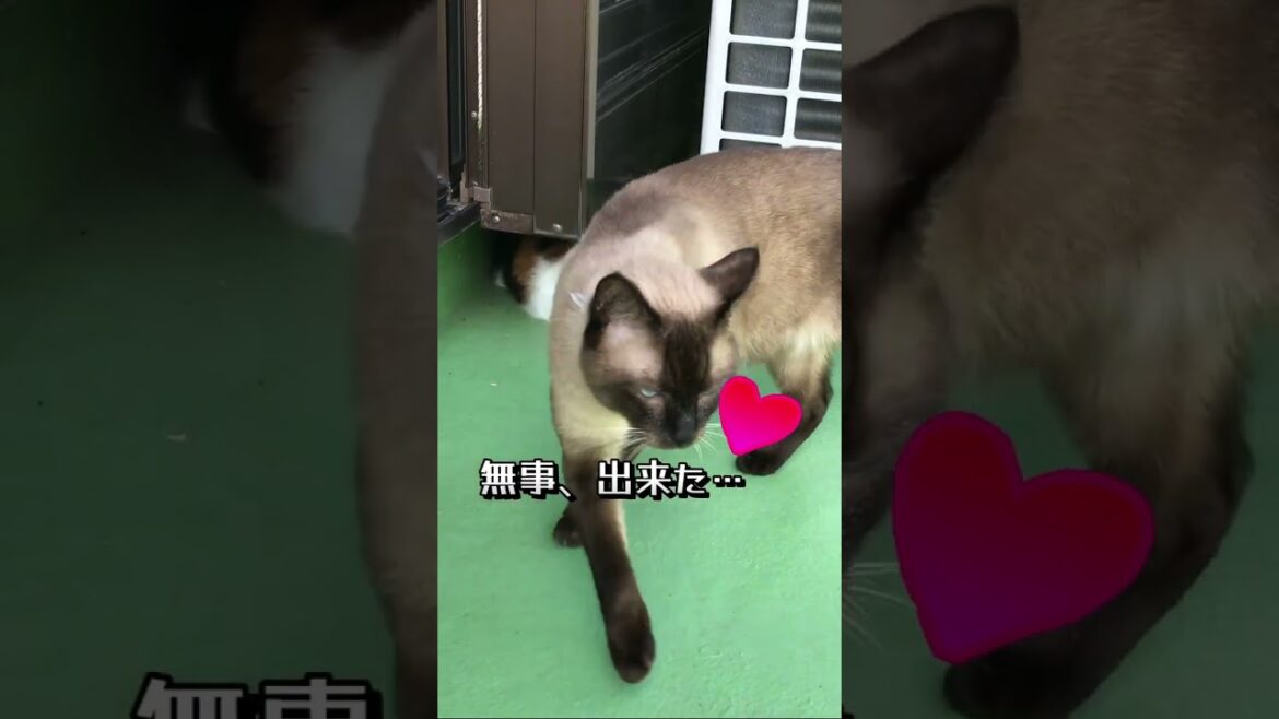 CS149 機嫌の良い日#猫動画 #三毛猫 #シャム猫ミックス