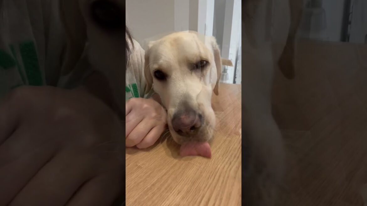 ご飯前のアピールがわかりやすく可愛いラブラドール #shorts #shortvideo #animals