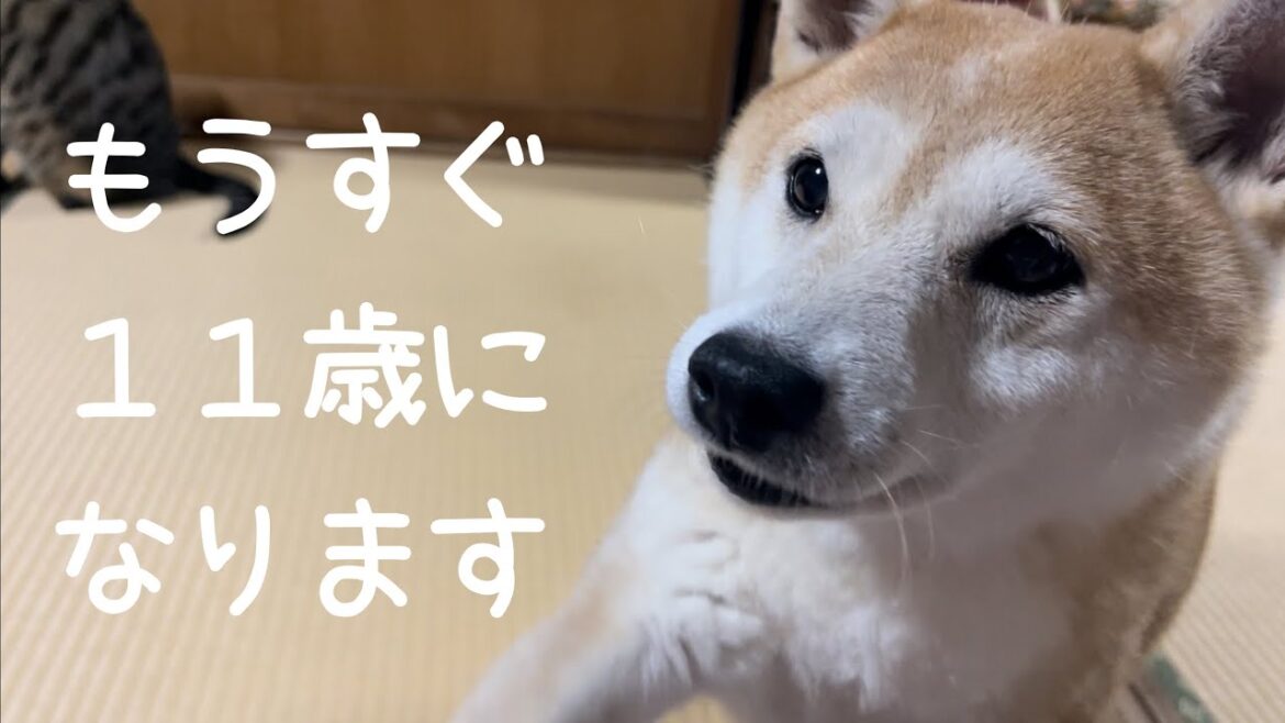 柴犬もも１０歳最後の夜　Momo's last night at age 10