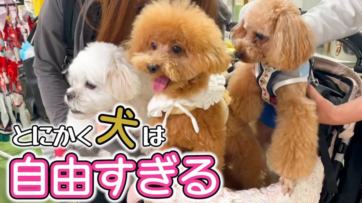 【トイプードルのテト】視聴者さんありがとう、今日このごろのテトです。#トイプードル #toypoodle