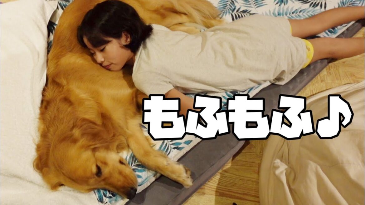 【大型犬1歳のいる生活#20】愛犬が可愛くて面白くて愛おしい十五夜の1日