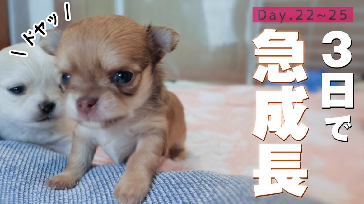たった３日ですごく成長する赤ちゃんチワワが可愛いすぎる😍😍😍