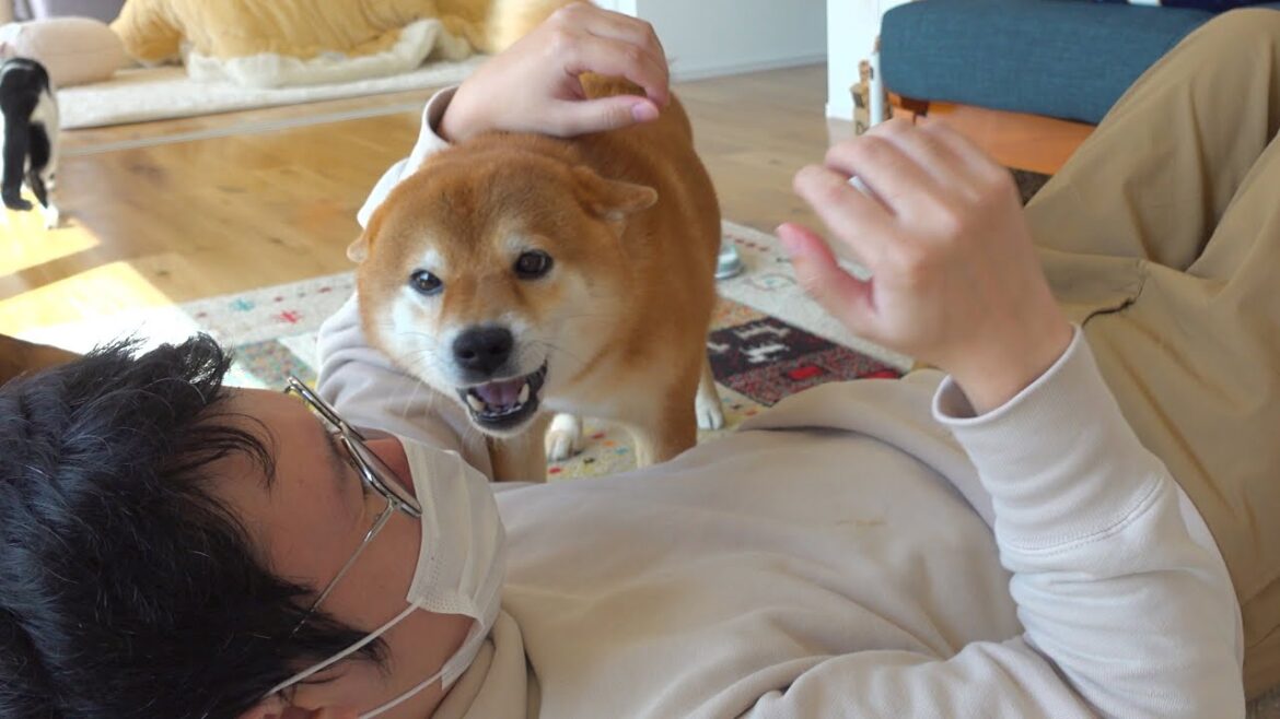 無理をする飼い主‥それを見た柴犬ハチは優しい動きを見せました。