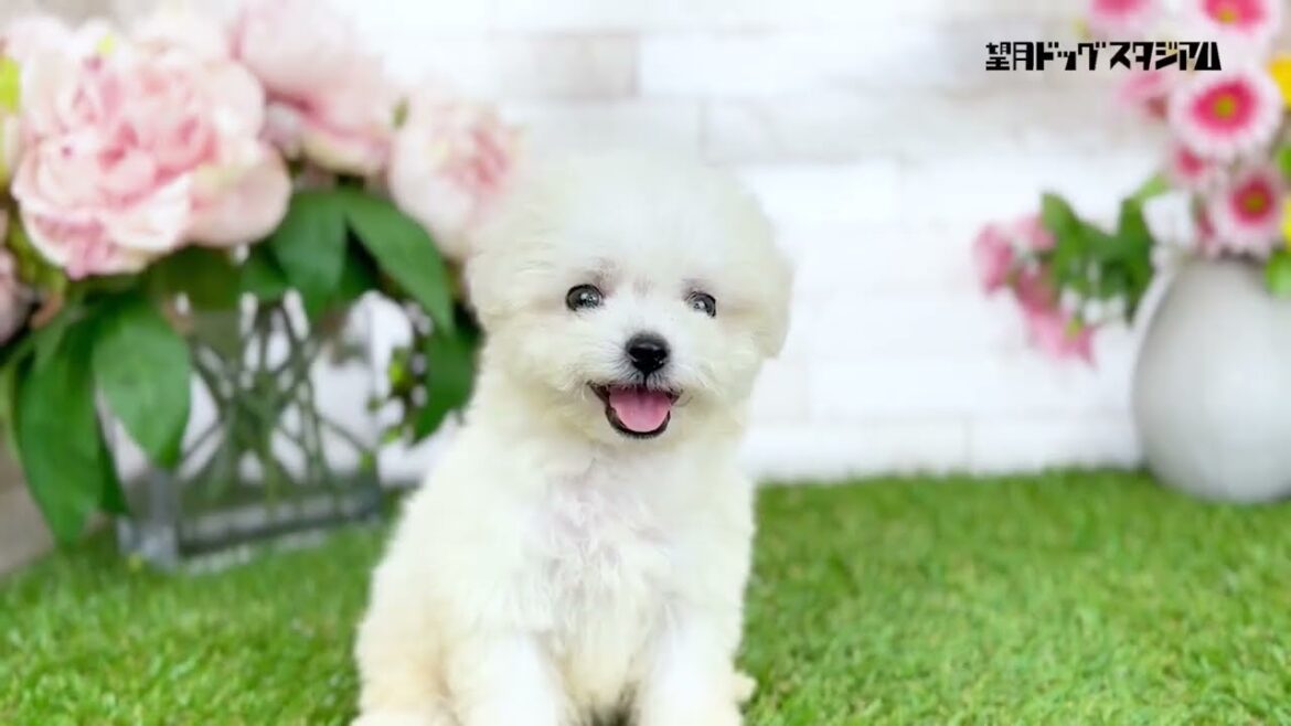 ビションフリーゼ子犬女の子2023年7月2日生まれ【父親韓国系ミニビション 兄弟の中で一番小さな女の子】