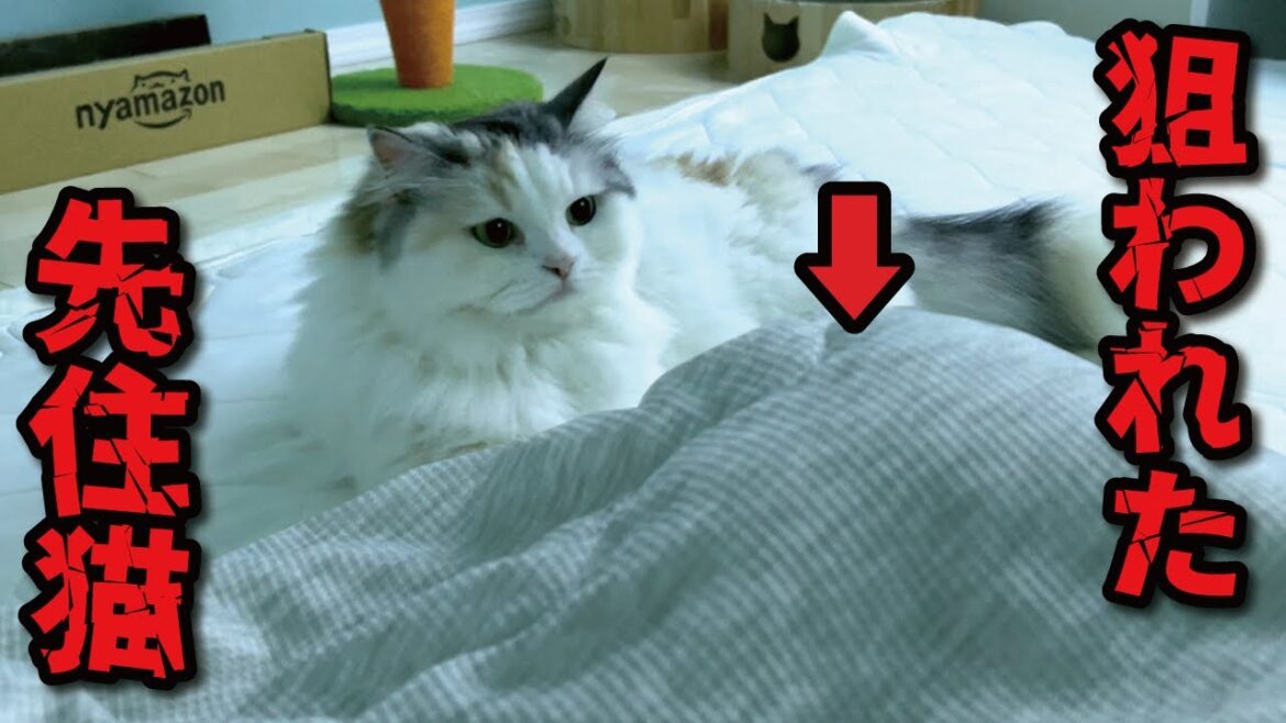 布団の中に隠れている先住猫に後輩猫がとんでもないことをしてました【関西弁でしゃべる猫】【猫アテレコ】