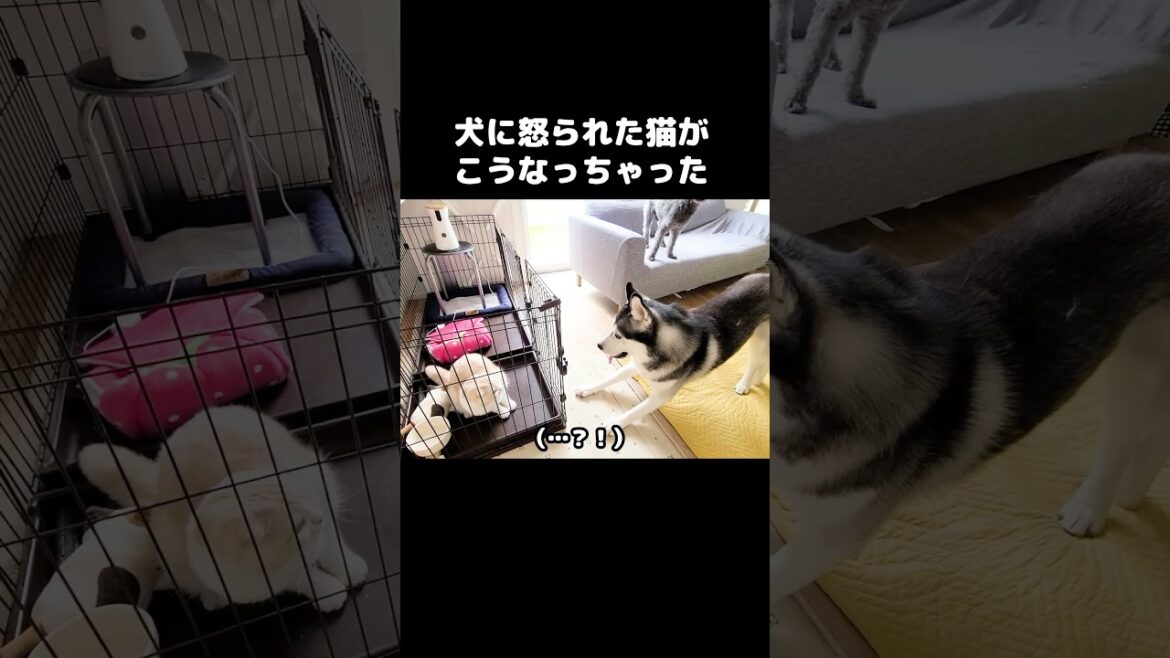 犬に怒られた猫がこうなっちゃいました...笑#shots