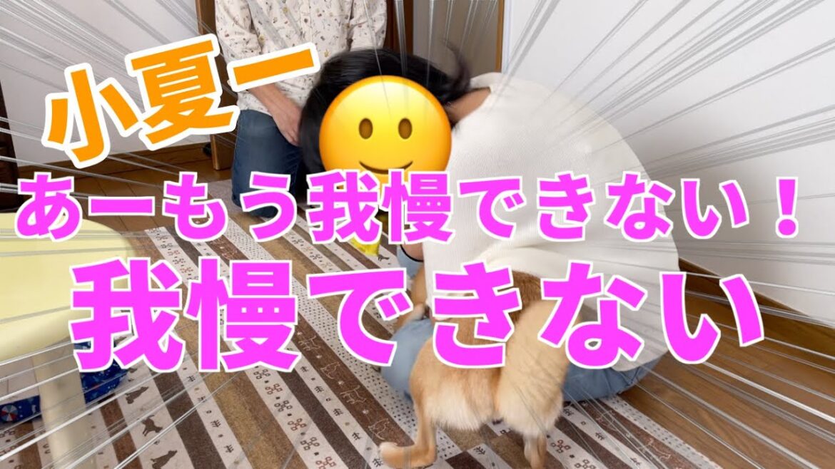 【柴犬小夏】ご乱心！年一の弟のムツゴロウ嫁は我慢できない
