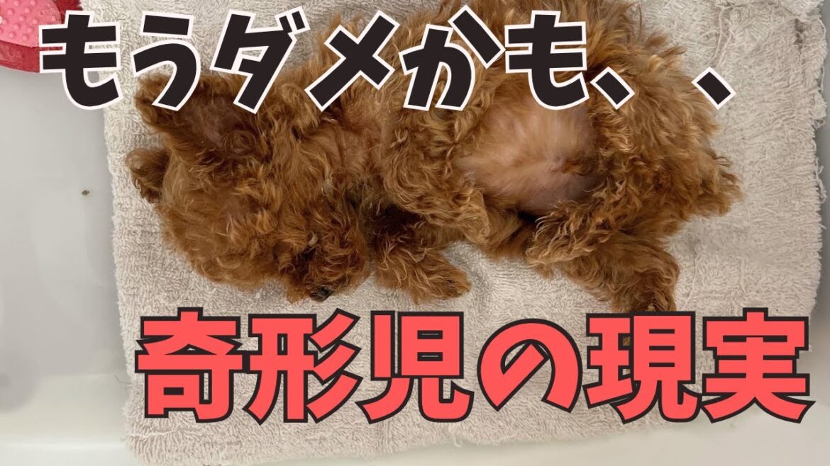 犬の奇形児産まれた時の育て方/育たない子の運命とは?/なぜ?ブリーダーに?/子犬飼い主募集中 犬の奇形児産まれた時の育て方/育たない子の運命とは?/なぜ?ブリーダーに?/子犬飼い主募集中
