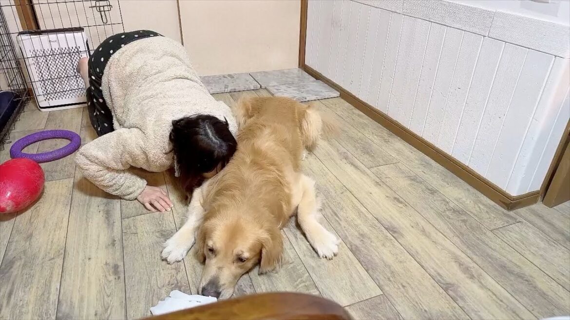 愛犬の体臭をどうにかせずにはいられない親心【ゴールデンレトリバー】