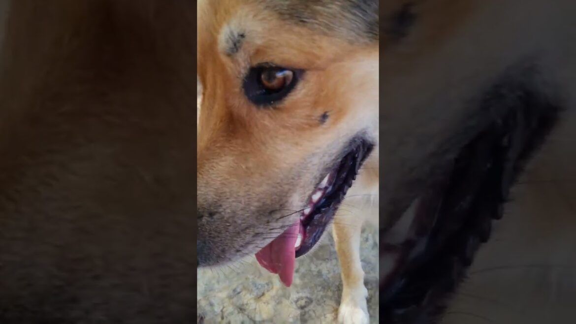 EP096 Rexo one bone a day keeps the dentist away🍖 EP096 Rexo one bone a day keeps the dentist away🍖