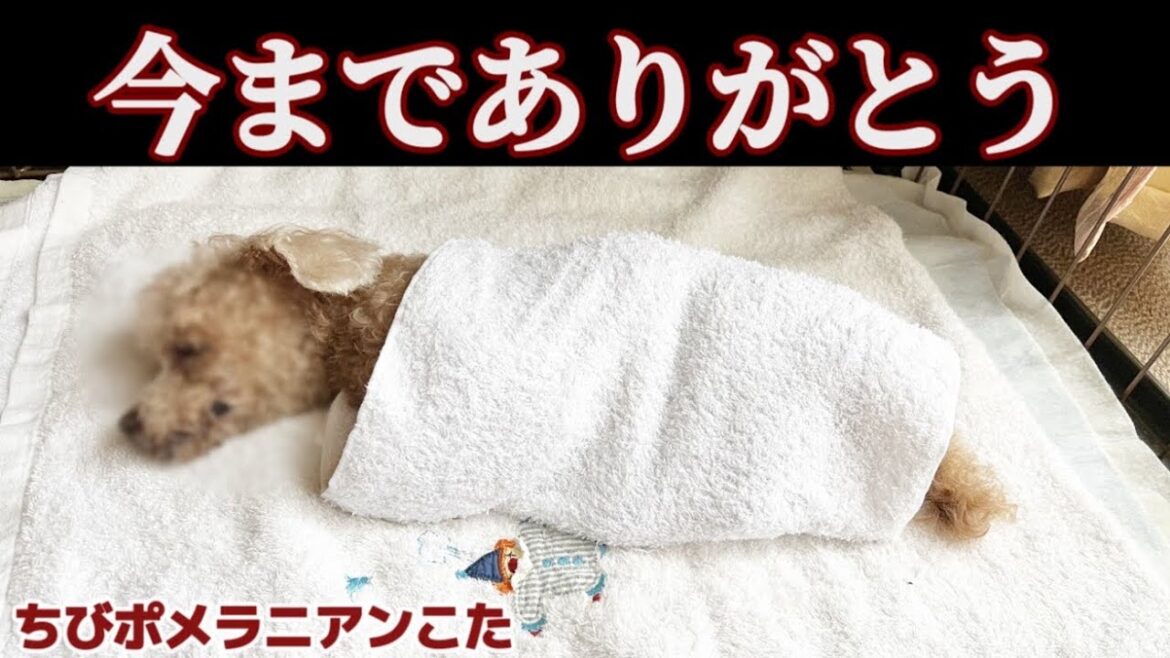 【トイプー17歳】天国へ旅立ちました　ちびポメラニアンが涙のお別れ