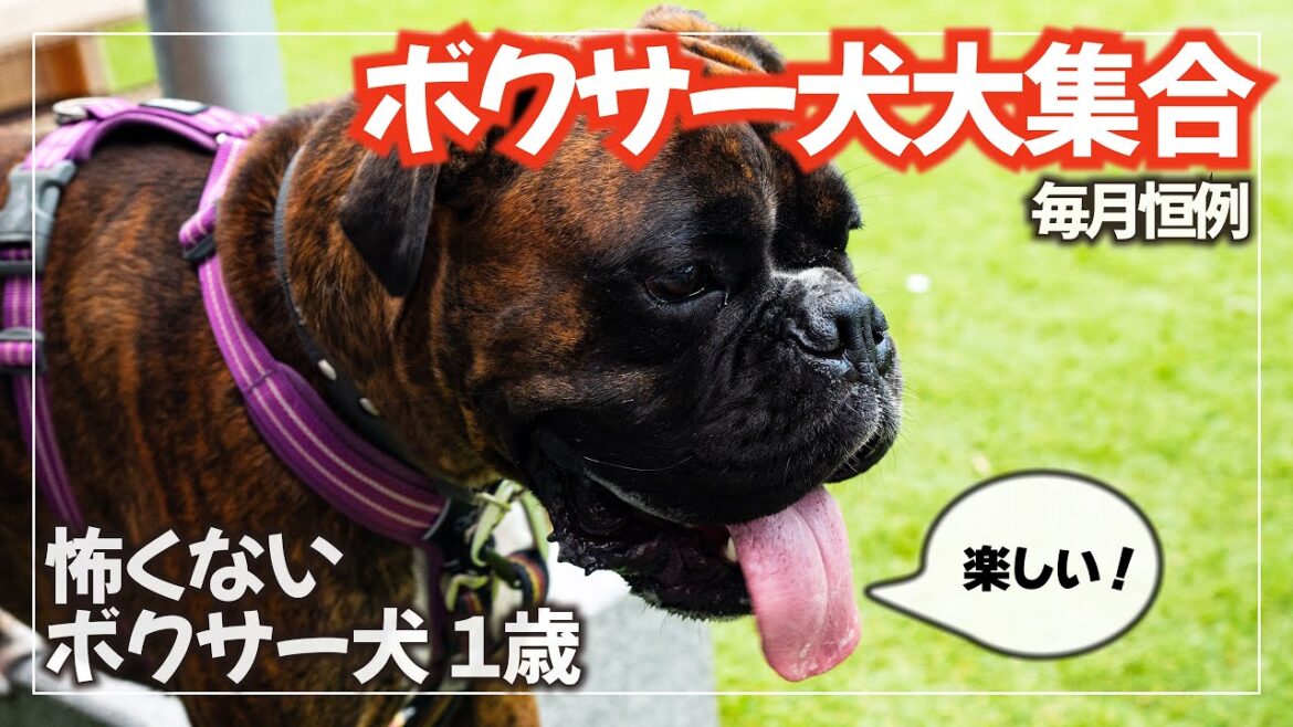 ボクサー犬が沢山集まって焼肉パーティーを楽しんだ週末 ボクサー犬が沢山集まって焼肉パーティーを楽しんだ週末