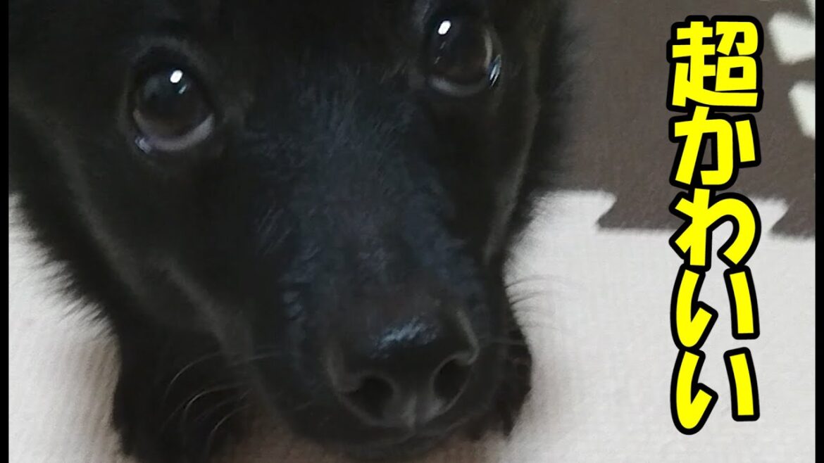 クーさんにおやつをあげてみた【黒犬スキッパーキ】