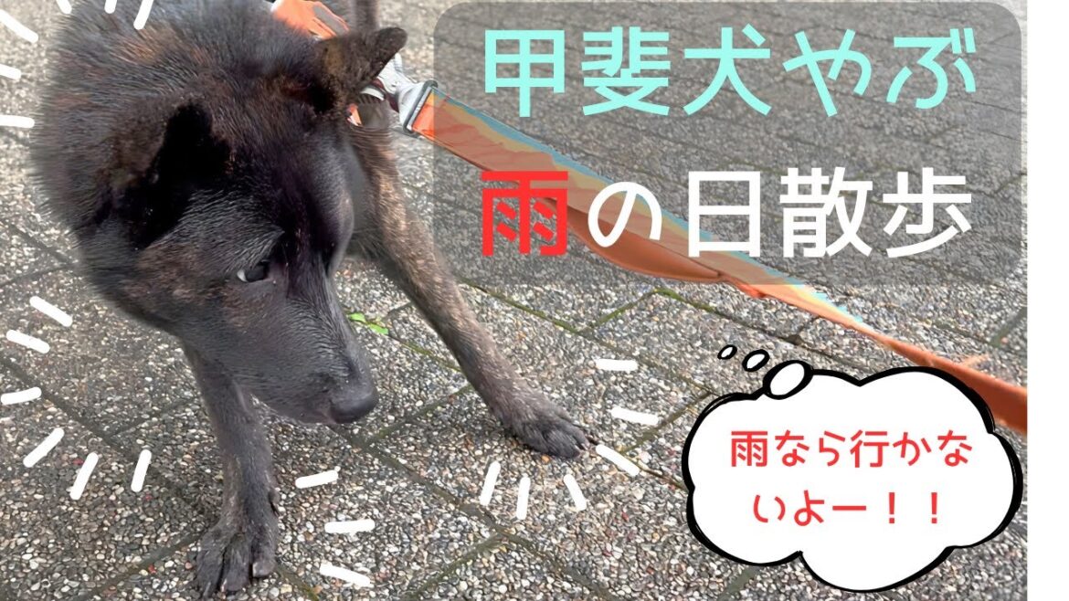 【甲斐犬】散歩に行きたい！とこちらに来たにも関わらず、雨だと気づいて躊躇するやぶ。