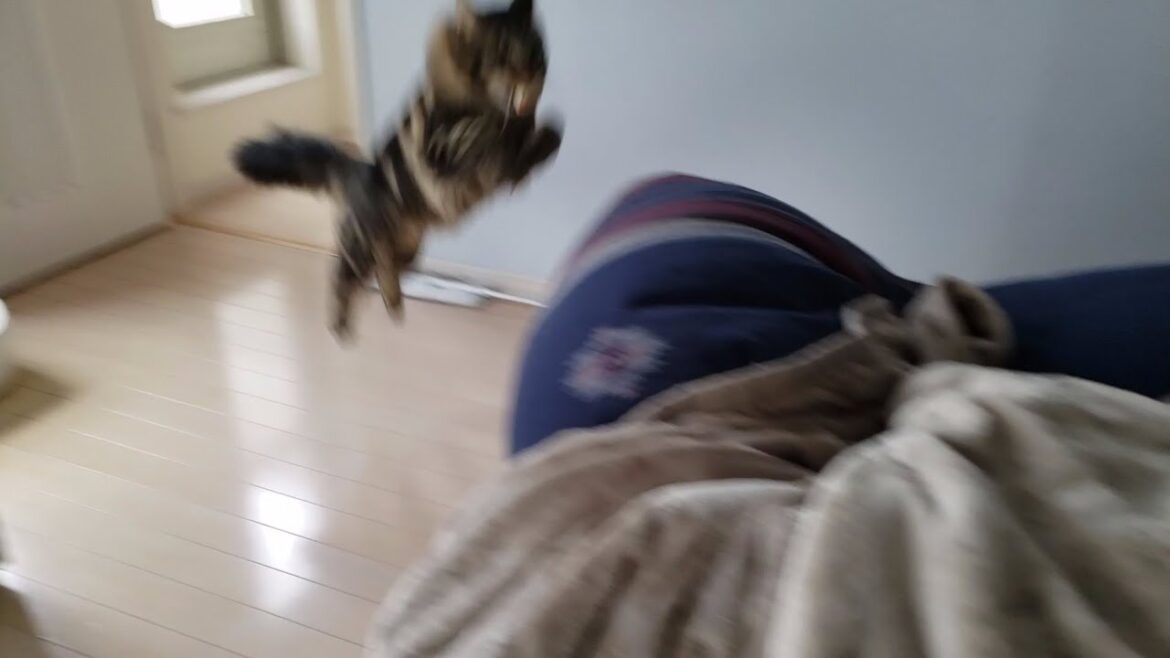 【メインクーン】賢い猫【遊んでほしい】