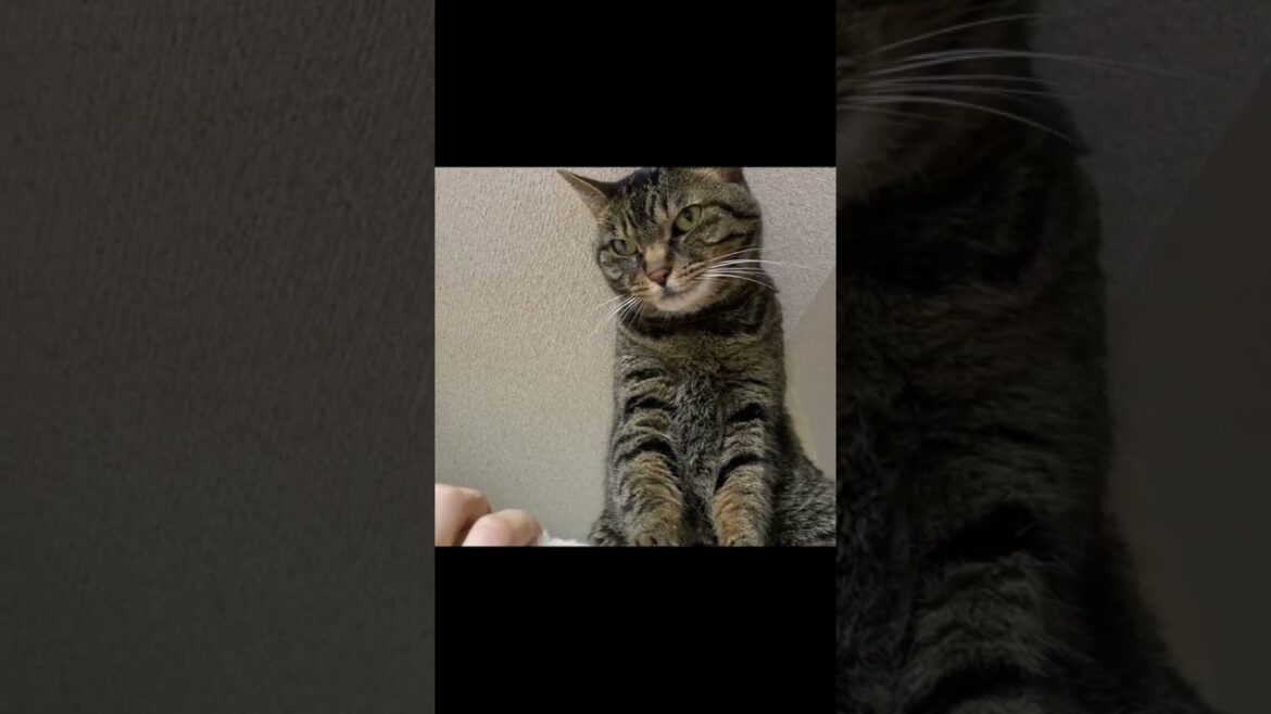 安易に凶暴猫と遊ぼうとしたら病院送りになった... #猫