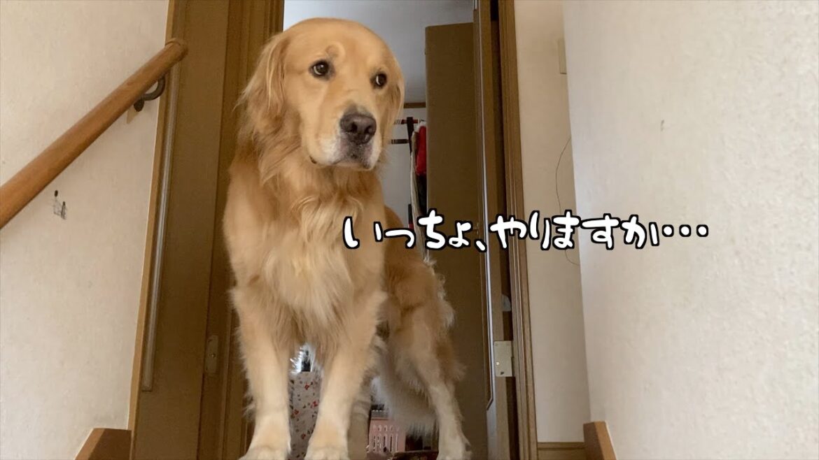 任務があったはずなのに、姉の温もりで全て忘れてしまう犬【ゴールデンレトリバー】