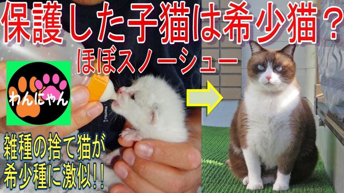 スノーシューそっくりの雑種猫 真の動物好きに血統書など不要