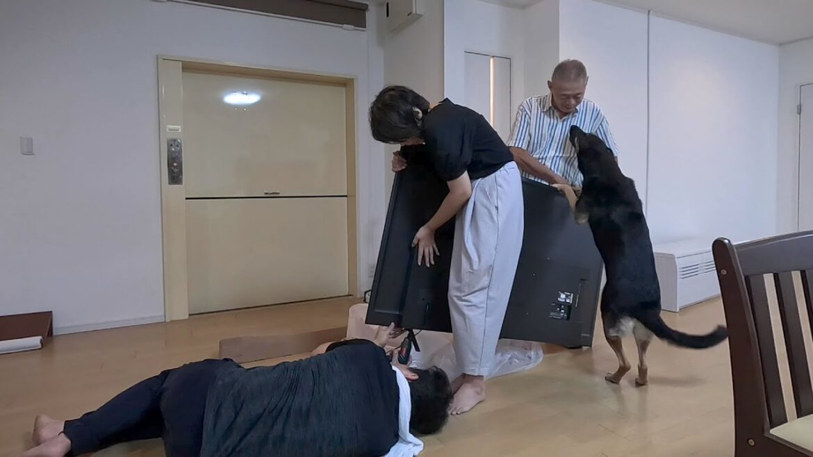 愛犬と実家へテレビの設置に行ったら、危機一髪でした…【ジャーマンシェパード】