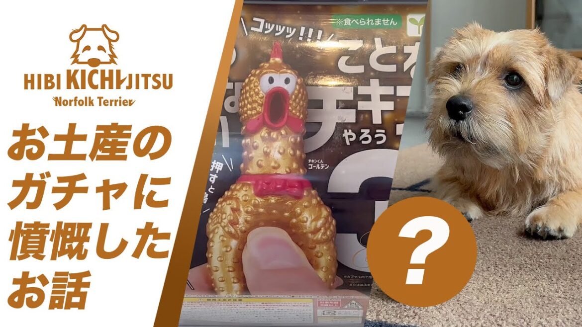 愛犬キチ へ  お土産にガチャポンを 【ノーフォークテリア norfolkterrier おもちゃ】
