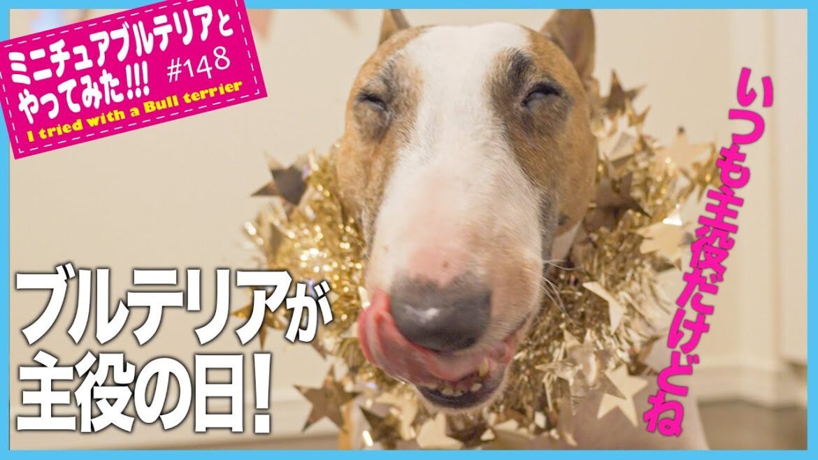 ブルテリア/ブルテリアが主役の日！The bull terrier is the star of the day!