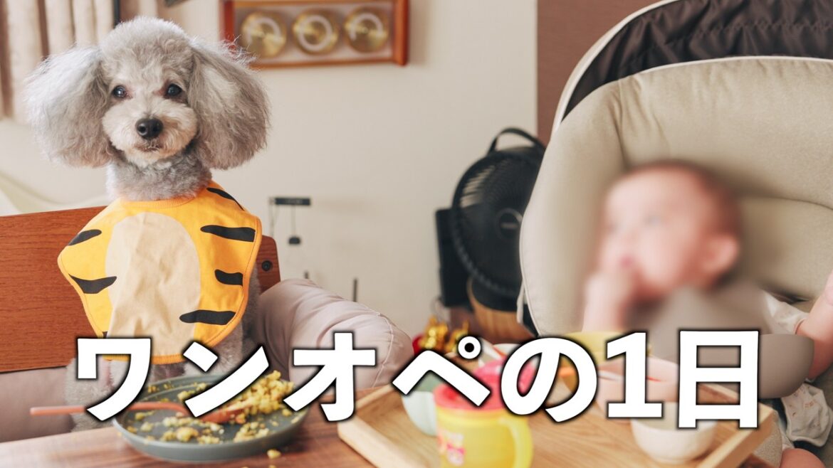 🐶【犬と赤ちゃんの日常＃5】犬とアラサー男のリアルなワンオペ育児に密着