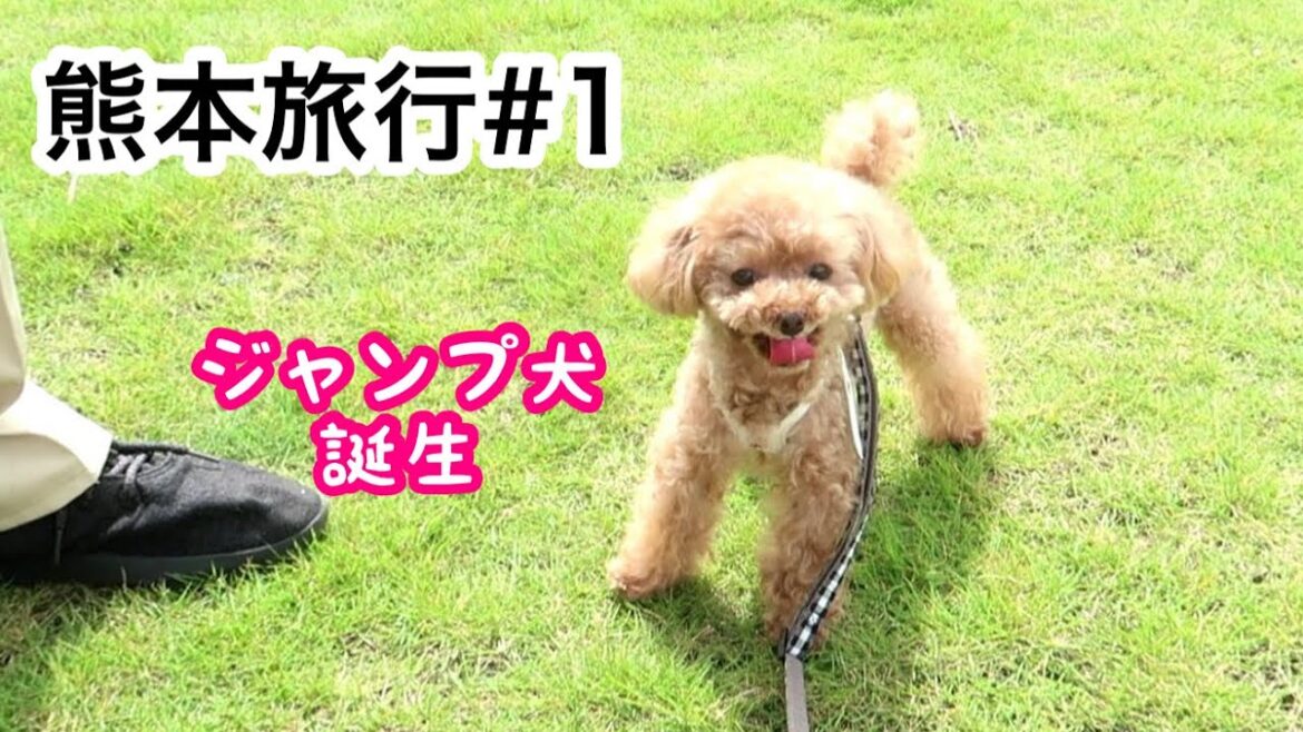 旅行先でジャンプ犬になったティーカッププードルがかわいいｗ【阿蘇 小笠原】【トイプードルのコロン】
