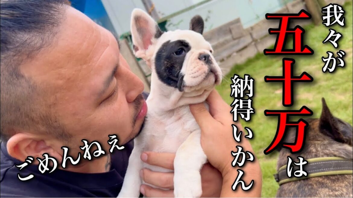 【フレンチブルドッグの子犬紹介】ブリーダーに激安で販売された子犬達の様子がおかしいぞ！