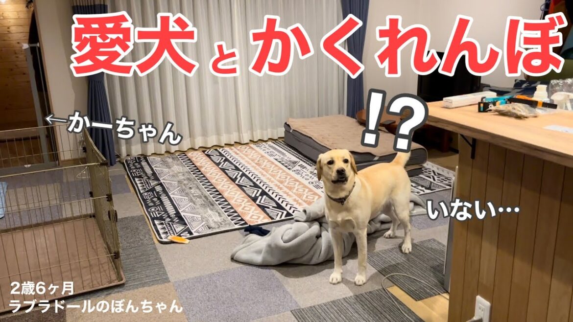 【ラブラドール#116】反応が可愛い！愛犬とかくれんぼ！Hide and seek with doggo！大型犬  ラブラドールレトリバー　ぼんちゃん　癒し　可愛い