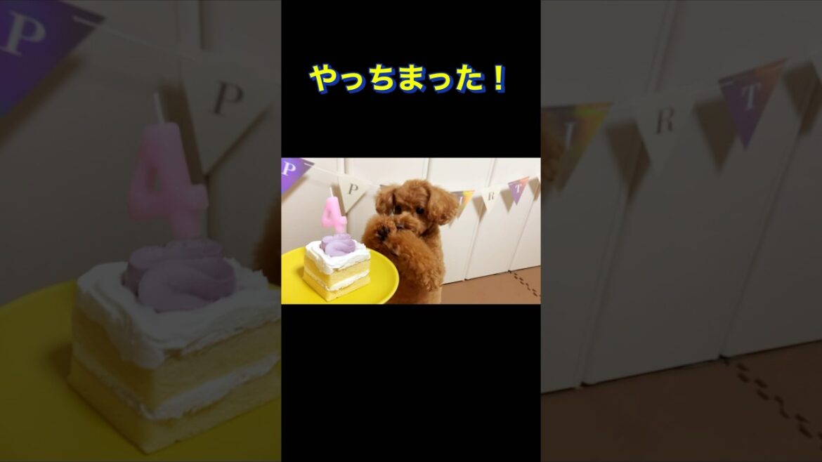 ごめん、やっちまった【トイプードル】