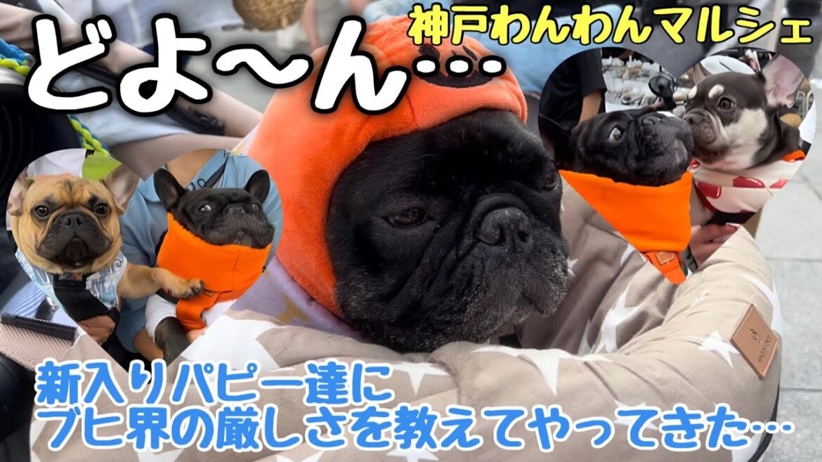 ブヒ友たちに続々弟たちが…パイセンが犬界の厳しさを教えたる！【フレンチブルドッグ】