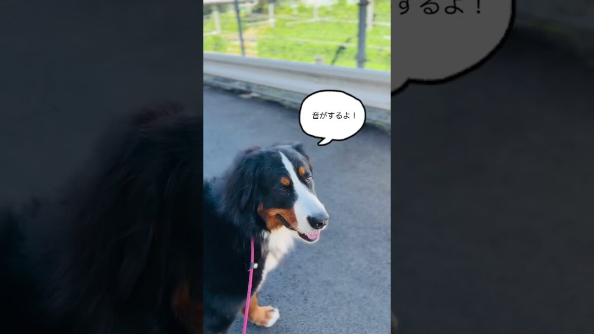 電車が通るのを楽しみにしているバーニーズマウンテンドッグ