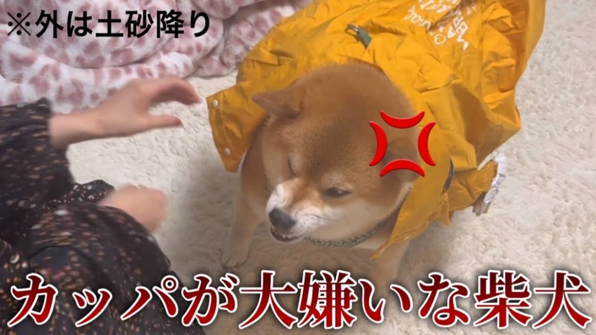 雨の日の散歩事情。カッパが大嫌いな柴犬とよかれと思ってカッパを着させる飼い主との攻防戦。