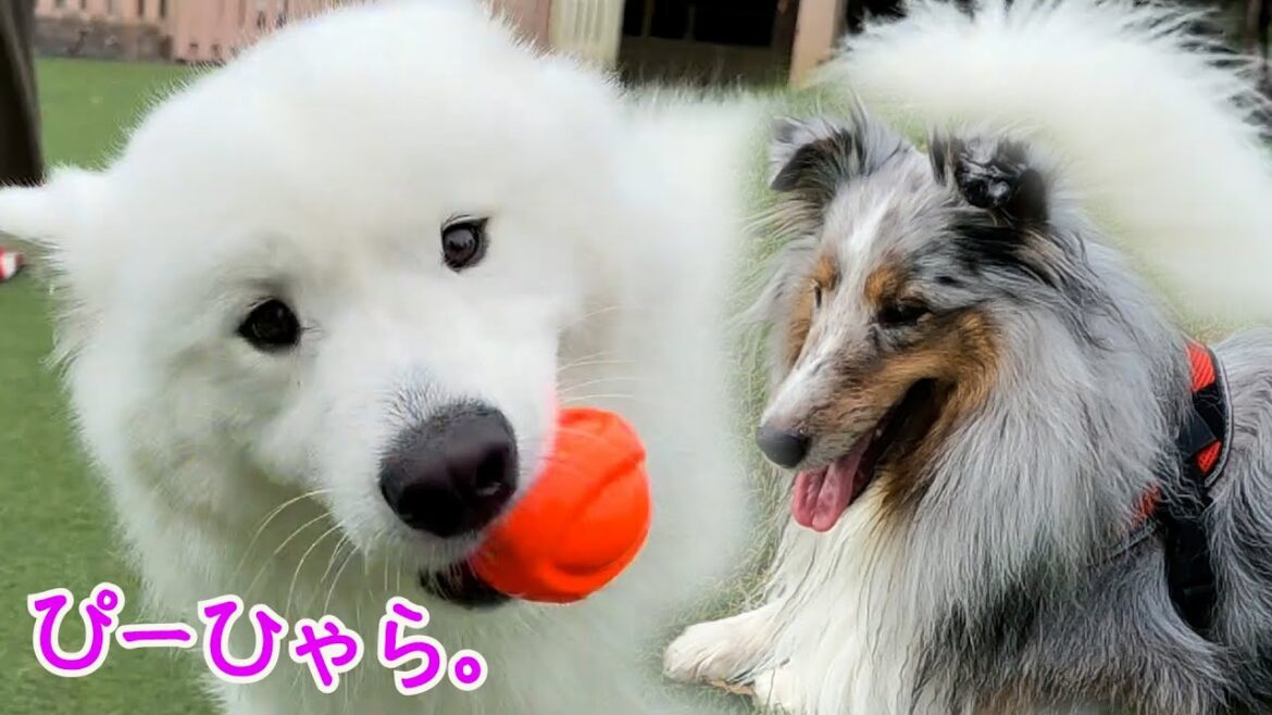 【シェルティ】可愛い秋田犬くんの謎ぴーひゃらに静かにじっと聞き惚れる愛犬にほっこり。＃シェルティ #ブルーマール ＃Sheltie #シェットランドシープドッグ＃ドギーズアイランド＃ドッグラン