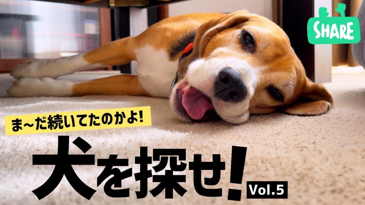 ビーグル犬　久しぶりのシュールかくれんぼのお時間