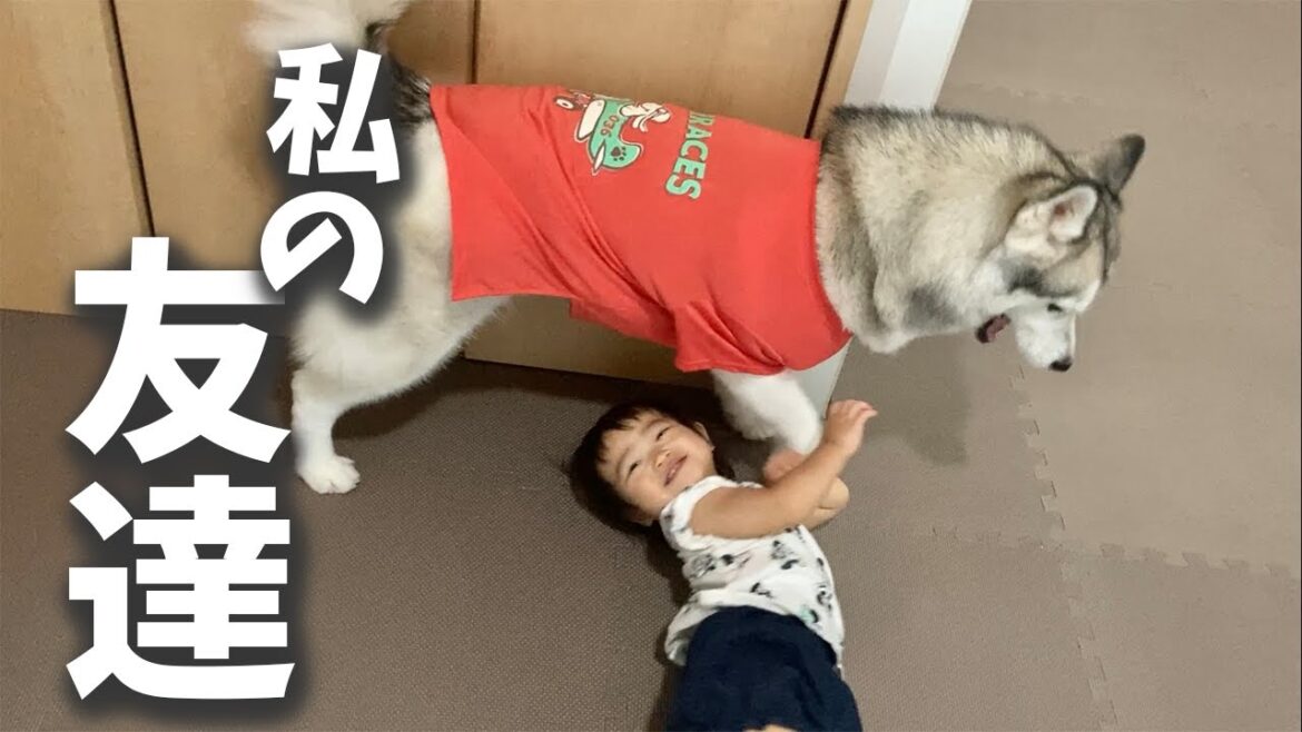 シベリアンハスキー犬を完全に友達だと思っている1歳児の娘w