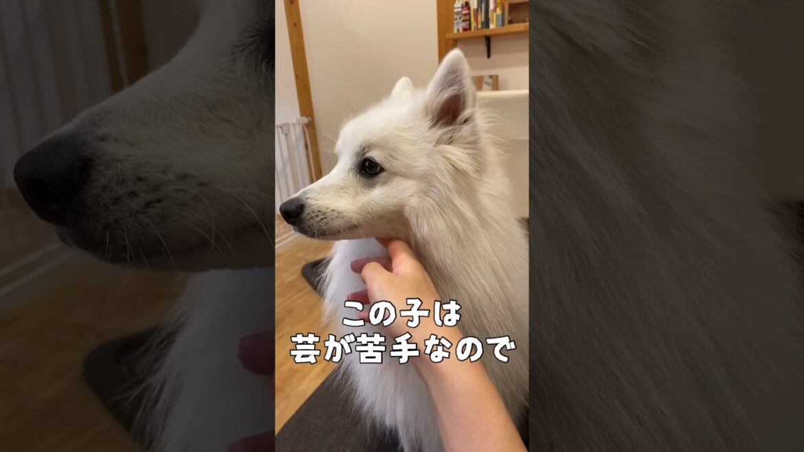 どうしても顎のせしたかった飼い主　#日本スピッツ #japanesespitz #shorts