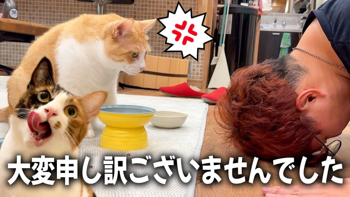 猫たちに酷いことをしてしまったので全力で謝罪する飼い主。